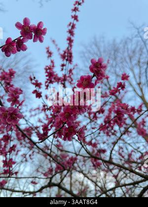 Gros plan de fleurs roses présentant des fleurs vibrantes à cinq pétales sur des branches d'arbres. L'interaction entre les détails floraux nets et le ciel doux et flou crée une str Banque D'Images