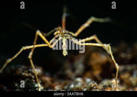 Araignée marine, un arthropode, de la classe Pycnogonida. Banque D'Images