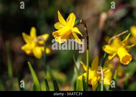 Fleurs de jonquille jaune poussant au printemps dans un jardin au Royaume-Uni Banque D'Images