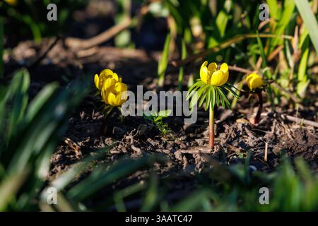 Aconite d'hiver, fleurs d'Eranthis hyemalis. Une plante de la famille des buttercup. Sussex, Royaume-Uni Banque D'Images