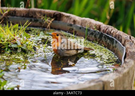 Un rouge-gorge européen, Erithacus rubecula ou rouge-gorge prend un bain dans un étang de jardin. ROYAUME-UNI Banque D'Images