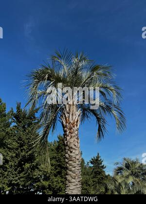 Un seul palmier avec un tronc texturé et de longues feuilles vertes arquées se dresse contre un ciel bleu clair et profond. Banque D'Images
