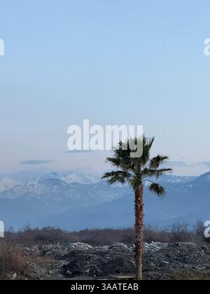 Un seul palmier se dresse sur un fond de montagnes enneigées et un ciel dégagé, créant un contraste saisissant entre les terres tropicales et alpines Banque D'Images