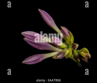 Gros plan de bourgeons Hosta violets sur un fond noir présentant la beauté naturelle Banque D'Images