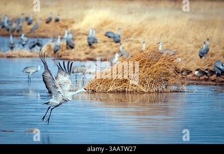 21 mars 2018 : une timide grue de sable fait une traversée d'eau dans les zones humides du National Wildlife refuge. Chaque printemps, pas moins de 27 000 grues de sable migrent à travers la vallée de San Luis dans le Colorado et la réserve naturelle nationale de Monte Vista, Monte Vista, Colorado(crédit image : &copy ; Larry Clouse/CSM via ZUMA Wire) Banque D'Images