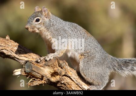 Écureuil gris de l'Arizona (Sciurus arizonensis), Ash Canyon Bird Sanctuary, Arizona Banque D'Images