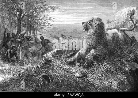 David Livingstone (1813-1873) Explorateur écossais et missionnaire, confronte, tire ou chasse un lion en Afrique. Gravure vintage ou historique ou illustration 1866 Banque D'Images