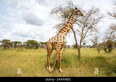 Girafe Masaï (Giraffa tippelskirchi) pâturant au Serengeti, Tanzanie Banque D'Images