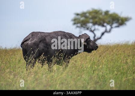 Buffle africain, buffle du Cap (Syncerus caffer) en pâturage. Serengeti , Tanzanie Banque D'Images