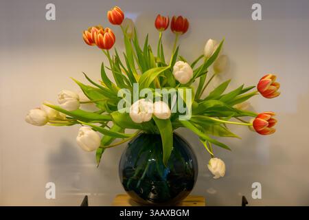 Élégant bouquet de tulipes rouges et blanches dans un vase bleu foncé : un décor printanier éclatant parfait pour le style floral, la décoration intérieure et les éléments saisonniers Banque D'Images