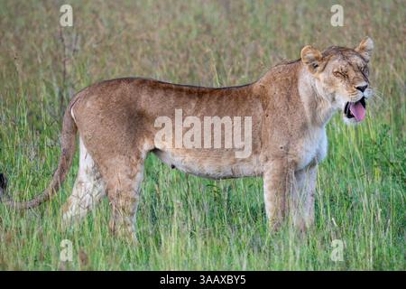 Femelle Lion (Panthera Leo) debout et bâillant dans la savane herbeuse, Serengeti, Tanzanie Banque D'Images