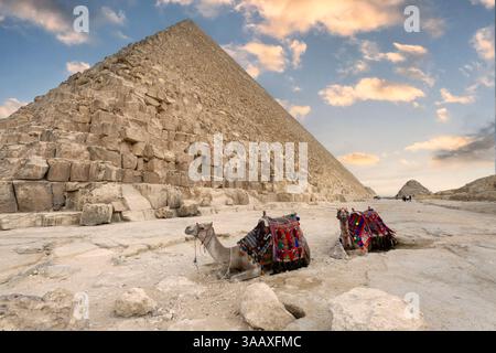 Chameaux dans un cheval coloré vêtements reposant sur le sable près des pyramides, Gizeh, le Caire, Egypte. Célèbres grandes pyramides de Chephren et Cheops, Gizeh pyrami Banque D'Images
