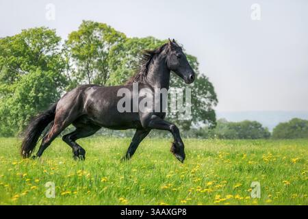 Cheval frison, manteau noir de couleur, trotter puissamment dans une prairie d'herbe verte fleurie au printemps, en Allemagne Banque D'Images