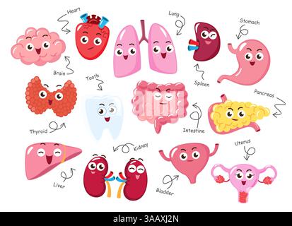 Organes internes humains. Collection de personnages de dessins animés médicaux amusants mignons. Fond blanc isolé. Vecteur . Illustration de Vecteur