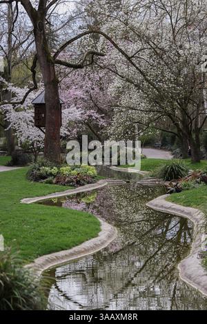 Floraison Magnolia Tree Branch. Fleurs et bourgeons de Magnolia blanc sur le fond vert flou. Mise au point sélective. Espace de copie. Banque D'Images