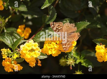 Lemon Pansy Butterfly - Junonia lemonias Banque D'Images