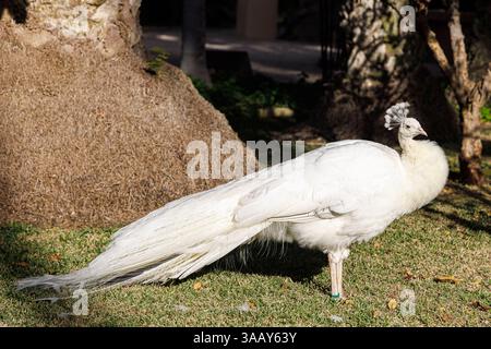 Espagne, région de Valence, Elche, Palmeral d'Elche inscrit au patrimoine mondial de l'UNESCO, Huerto del Cura, mâle paon blanc (pavo cristatus alba) Banque D'Images