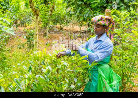 Sri Lanka, Province du Sud, Handunugoda Tea Estate, récolte de thé blanc Banque D'Images