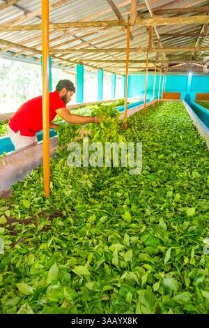 Sri Lanka, Province du Sud, Handunugoda Tea Estate, plantation de thé Banque D'Images