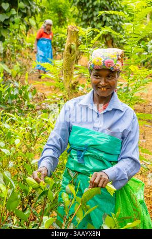 Sri Lanka, Province du Sud, Handunugoda Tea Estate, récolte de thé blanc Banque D'Images