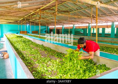 Sri Lanka, Province du Sud, Handunugoda Tea Estate, plantation de thé Banque D'Images