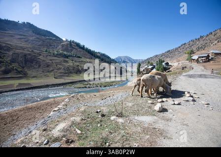 Troupeau de moutons par une journée ensoleillée dans la vallée du Gurez. Gurez se trouve le long du LOC dans la partie nord du Cachemire. Banque D'Images