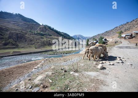 Troupeau de moutons par une journée ensoleillée dans la vallée du Gurez. Gurez se trouve le long du LOC dans la partie nord du Cachemire. Banque D'Images