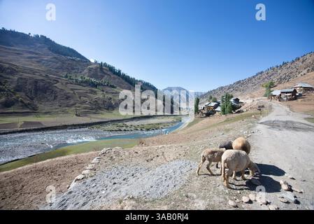 Troupeau de moutons par une journée ensoleillée dans la vallée du Gurez. Gurez se trouve le long du LOC dans la partie nord du Cachemire. Banque D'Images