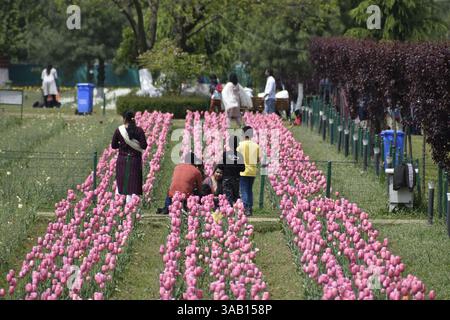 Srinagar, Inde. 01st Apr, 2025. Visite touristique le plus grand jardin de tulipes d'Asie, Indira Gandhi Memorial Garden niché dans les contreforts de la chaîne de Zabarwan, est le plus grand d'Asie, couvre environ 30 hectares. Où les touristes peuvent profiter de milliers de tulipes de différentes couleurs en pleine floraison. Le 1er avril 2025 à Srinagar, Cachemire, Inde. (Photo par Umer Qadir/ crédit : Eyepix Group/Alamy Live News Banque D'Images