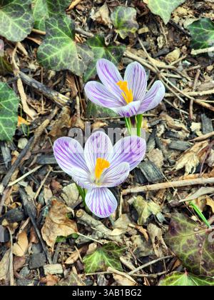 Crocus émergeant au printemps Crocus vernus (Crocus hollandais ou Crocus géant) Banque D'Images