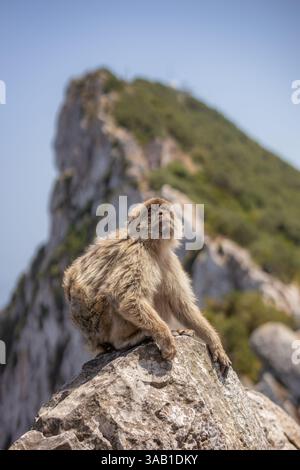 Vertical Barbary APE sur un rocher à Gibraltar. Bel animal à fourrure dans la réserve naturelle. Adorable singe sur pierre pendant la journée. Banque D'Images