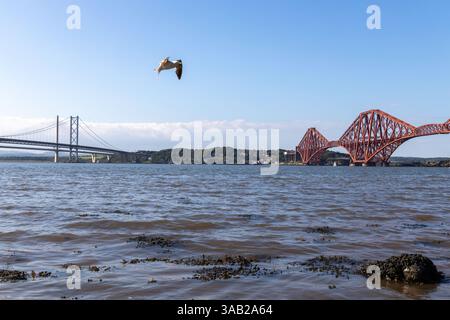 mouette survolant le firth entre le pont routier et le pont ferroviaire Banque D'Images