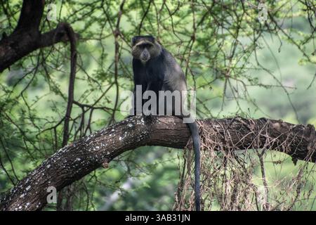 Singe bleu (Cercopithecus mitis) sur une branche d'arbre au Serengeti, Tanzanie Banque D'Images