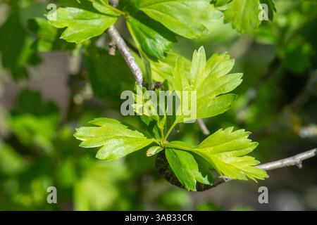 Jeunes feuilles d'aubépine verte fraîche (Crataegus monogyna) sur l'arbre indigène au printemps ou en mars, Angleterre, Royaume-Uni Banque D'Images
