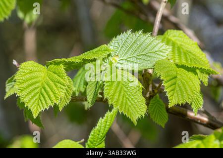 Jeunes feuilles de noisetier frais (Corylus avellana) au printemps, fin mars, Angleterre, Royaume-Uni Banque D'Images