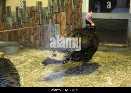 Meleagris gallopavo American Bronze Turkey Behind Glass. Banque D'Images