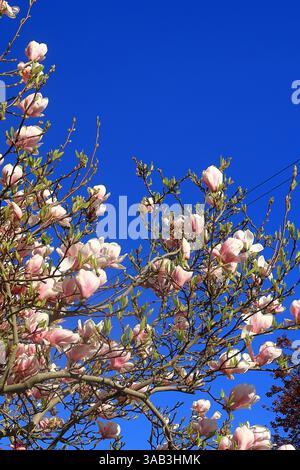 Arbre de Magnolia coloré un jour de printemps Banque D'Images