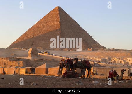 Chameaux au coucher du soleil près de la Grande Pyramide de Gizeh, Egypte Banque D'Images