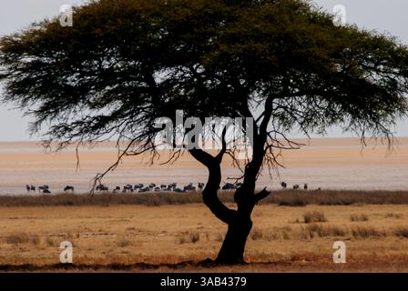 Un troupeau de gnous buvant sur le bord de l'Etosha Pan sec, Etosha Park, Namibie Banque D'Images