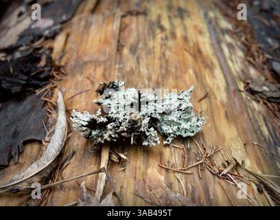 Gros plan de lichen, cultivé sur un tronc d'arbre Banque D'Images