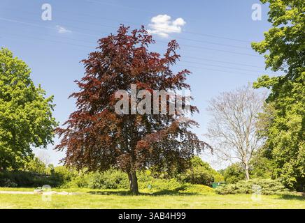 Hêtre cuivré (Fagus sylvatica F. purpurea) à Rotheplatz, Leipzig-Schoenefeld, Saxe, Allemagne, Europe Banque D'Images