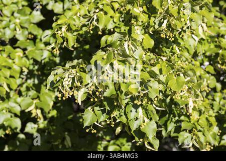 Graines sur les branches d'un tilleul (Tilia) en été Banque D'Images