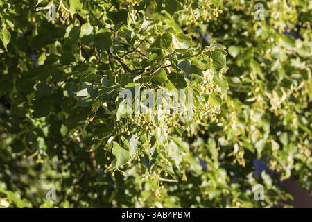 Graines sur les branches d'un tilleul (Tilia) en été Banque D'Images