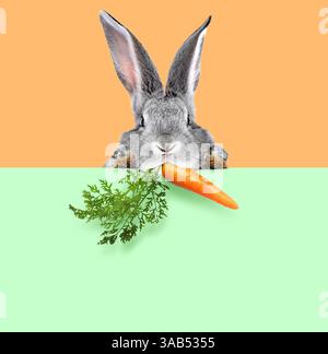 Lapin gris mignon avec carotte jetant un coup d'œil sur la bannière vert clair sur fond orange pâle Banque D'Images