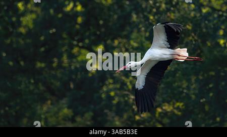 Gros plan d'une cigogne blanche volante (ciconia ciconia) avec ses ailes déployées grand ouvert, fond vert, espace de copie, 16 :9 Banque D'Images