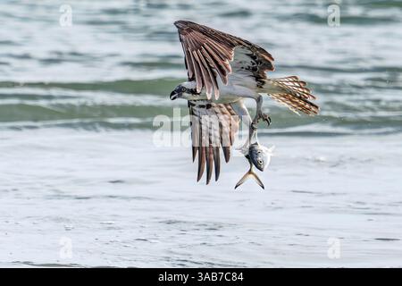 Melbourne Beach, Floride, États-Unis. 1er avril 2025. Un balbuzard vole avec un poisson dans ses talons au Sebastian Inlet State Park à Melbourne Beach, en Floride, le 1er avril 2025. (Crédit image : © Ronen Tivony/ZUMA Press Wire) USAGE ÉDITORIAL SEULEMENT ! Non destiné à UN USAGE commercial ! Banque D'Images