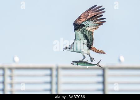Melbourne Beach, Floride, États-Unis. 1er avril 2025. Un balbuzard vole avec un poisson dans ses talons au Sebastian Inlet State Park à Melbourne Beach, en Floride, le 1er avril 2025. (Crédit image : © Ronen Tivony/ZUMA Press Wire) USAGE ÉDITORIAL SEULEMENT ! Non destiné à UN USAGE commercial ! Banque D'Images