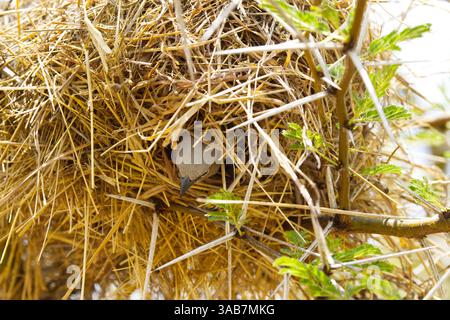 Un tisserand social à tête grise (Pseudonigrita arnaudi) sortant de son nid fait de paille de gazon dans le parc national du Serengeti, Tanzanie, Afrique Banque D'Images