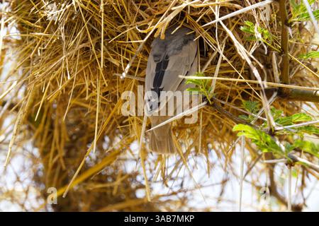 Un tisserand social à tête grise (Pseudonigrita arnaudi) entrant dans son nid fait de paille de gazon dans le parc national du Serengeti, Tanzanie, Afrique Banque D'Images