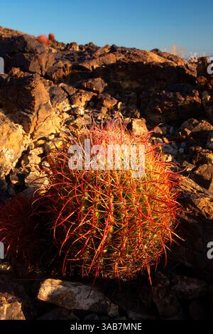 Cactus en baril de Californie (Ferocactus cylindraceus), Big Maria Mountains Wilderness, Californie Banque D'Images